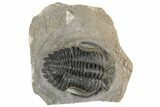 Bargain, 2.5" Hollardops Trilobite Fossil - Ofaten, Morocco - #197122-1
